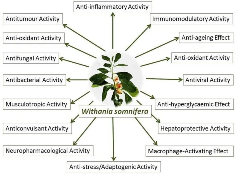 Adaptogenic Activity