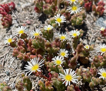 Sukkulenter kan faktisk brukes som medisin!